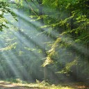 Light streaming through trees in a forest, illuminating a path