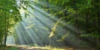 Light streaming through trees in a forest, illuminating a path