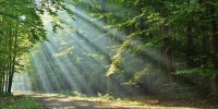 Sunlight filtering through trees