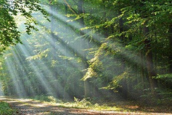 Sunlight filtering through trees