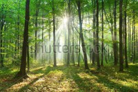 Sunlight through trees